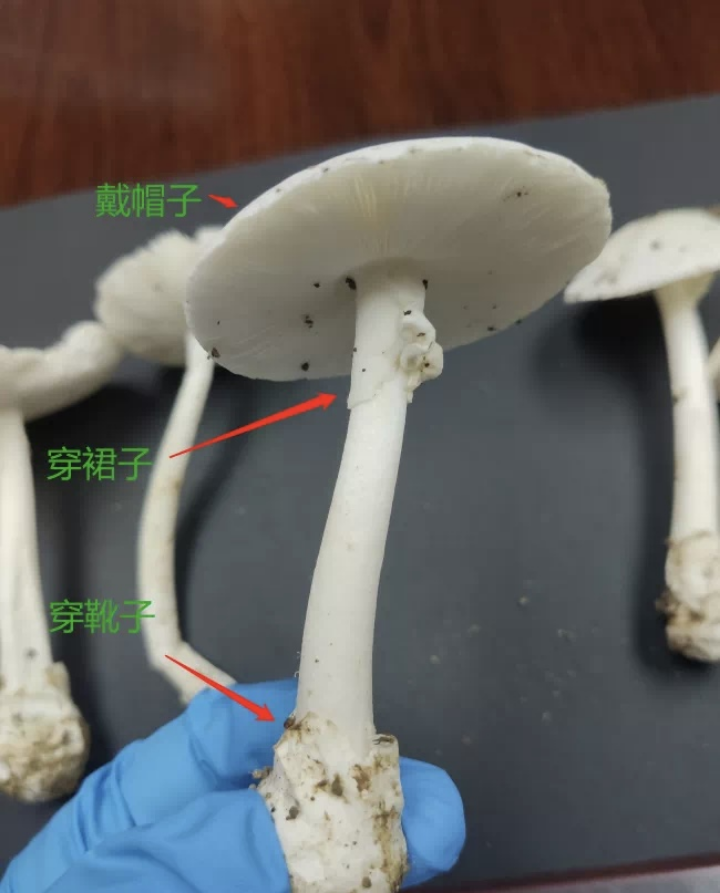 已編輯圖片